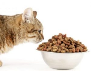 Чем кормить кошек и собак